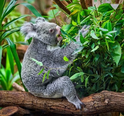 koala-bear-in-the-zoo-PX5YGQL.jpg